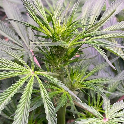 Hidro AK #1 growlog photo: Los botones florales ya están formados.