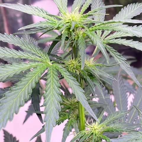 Hidro AK #2 growlog timeline photo