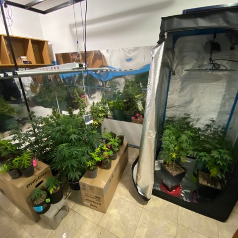 BSF XXL Auto #1 growlog timeline photo