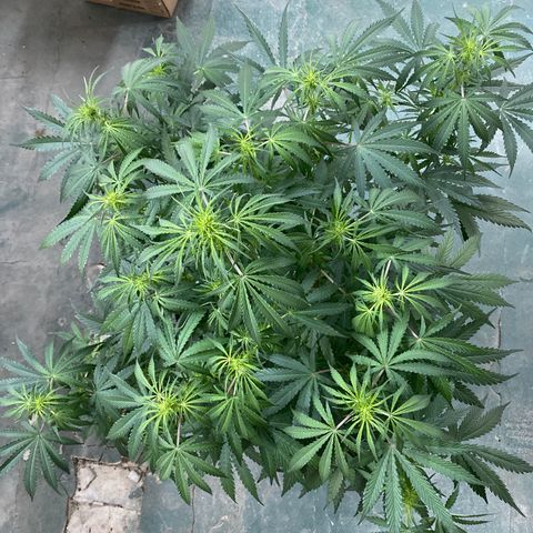 Hidro AK #1 growlog timeline photo
