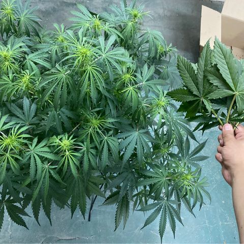 Hidro AK #1 growlog timeline photo