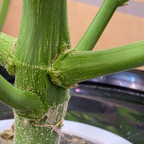 Hidro AK #1 growlog timeline photo