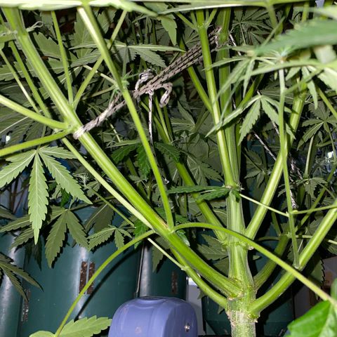 Hidro AK #1 growlog timeline photo