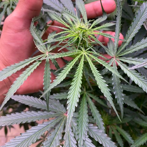 Hidro AK #1 growlog photo: Se intenta observar la evolución del brazo cortado.