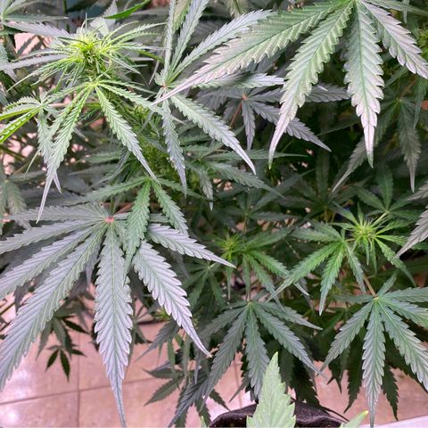 Hidro AK #1 growlog photo: Se intenta observar la evolución del brazo cortado.
