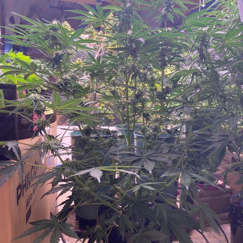 Hidro AK #1 growlog timeline photo