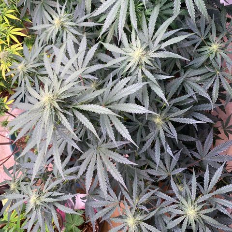 Hidro AK #1 growlog timeline photo