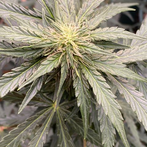 Hidro AK #1 growlog timeline photo