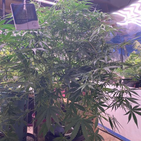 Hidro AK #2 growlog timeline photo