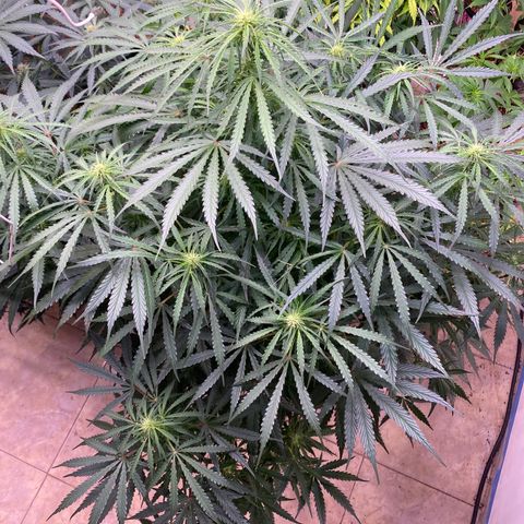 Hidro AK #2 growlog timeline photo
