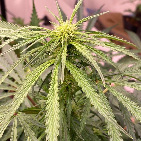 Hidro AK #2 growlog timeline photo