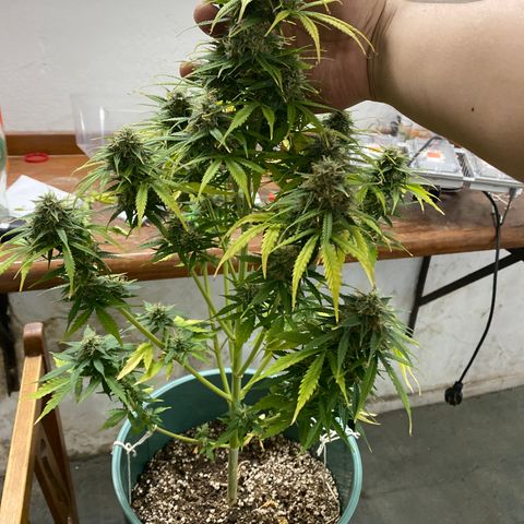 BSF XXL Auto #1 growlog timeline photo