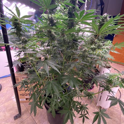 Hidro AK #2 growlog timeline photo