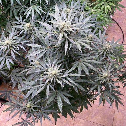 Hidro AK #2 growlog timeline photo