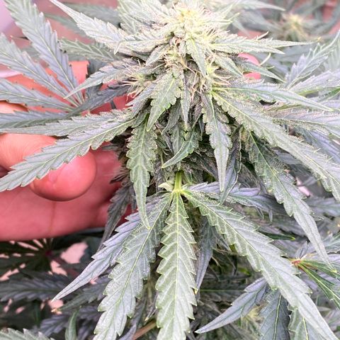 Hidro AK #2 growlog timeline photo