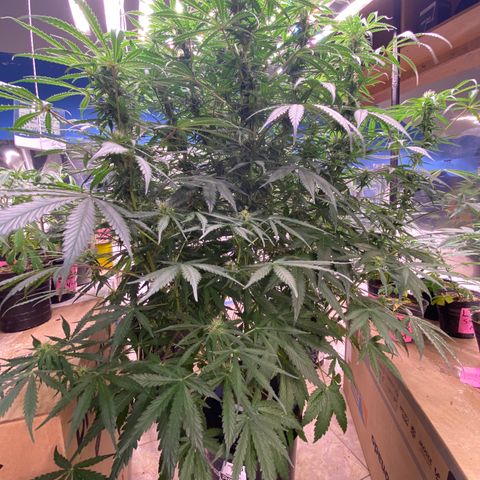 Hidro AK #1 growlog timeline photo