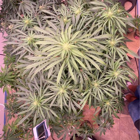 Hidro AK #1 growlog timeline photo