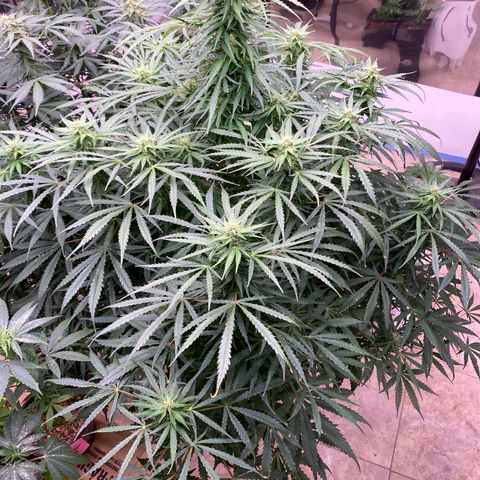 Hidro AK #1 growlog timeline photo