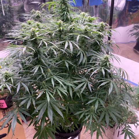Hidro AK #1 growlog timeline photo