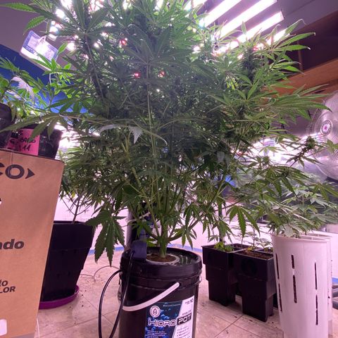 Hidro AK #1 growlog timeline photo