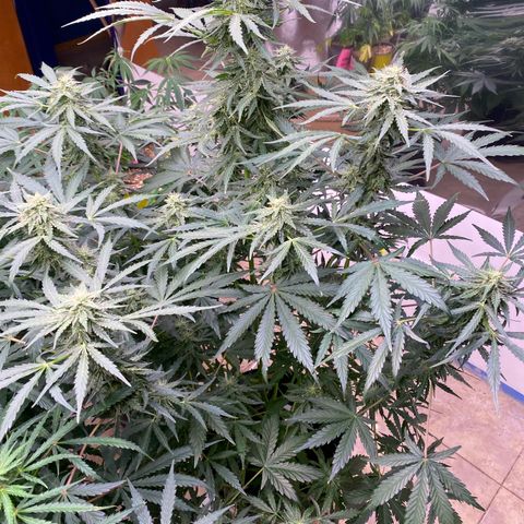 Hidro AK #2 growlog timeline photo