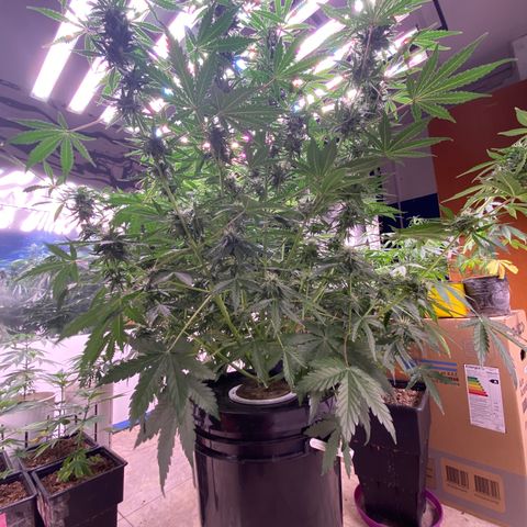 Hidro AK #2 growlog timeline photo