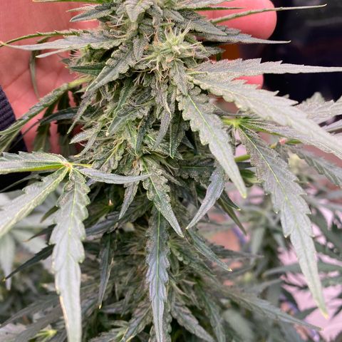 Hidro AK #2 growlog timeline photo