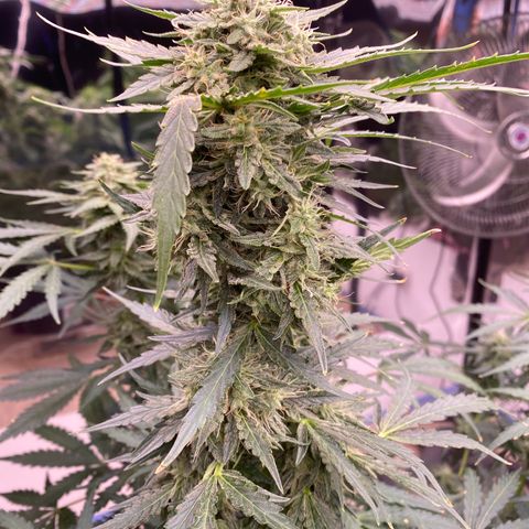 Hidro AK #2 growlog timeline photo