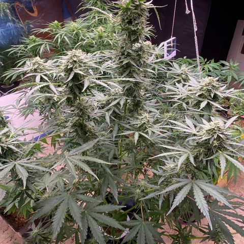 Hidro AK #2 growlog timeline photo