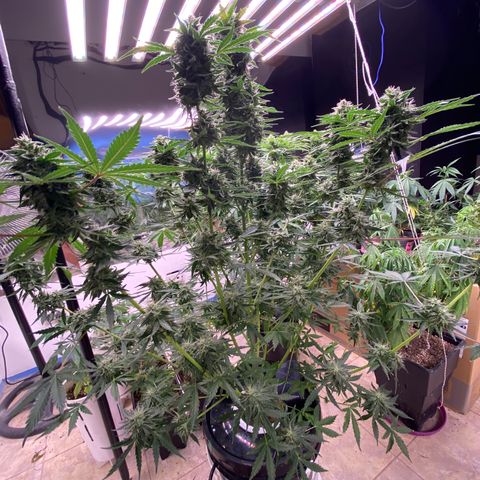 Hidro AK #2 growlog timeline photo