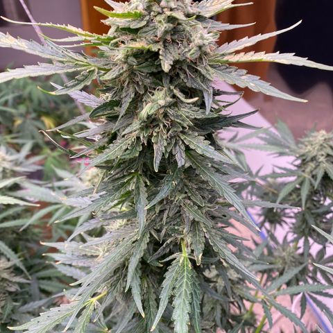 Hidro AK #2 growlog timeline photo
