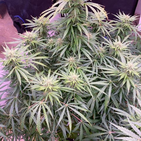 Hidro AK #1 growlog timeline photo