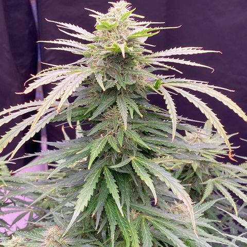 Hidro AK #1 growlog timeline photo