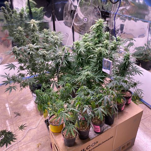 BSF XXL Auto #1 growlog timeline photo