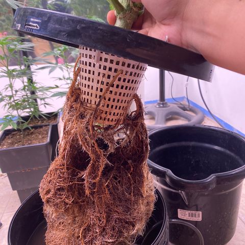 Hidro AK #1 growlog timeline photo