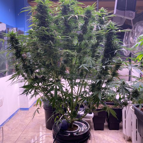 Hidro AK #1 growlog timeline photo
