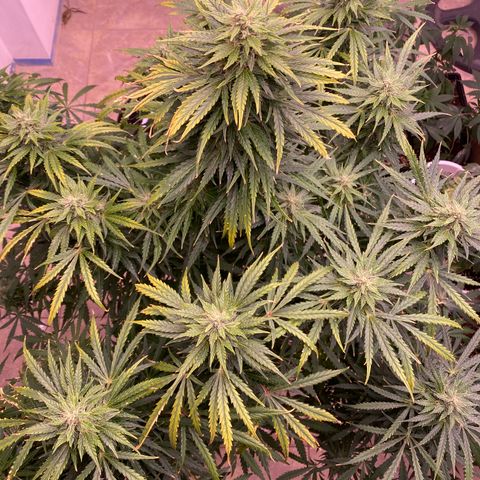 Hidro AK #1 growlog timeline photo
