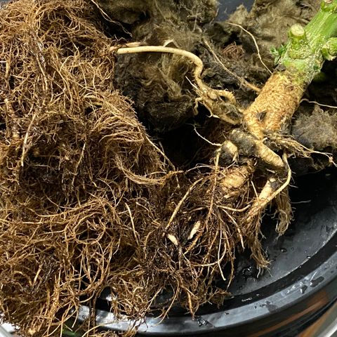 Hidro AK #2 growlog timeline photo