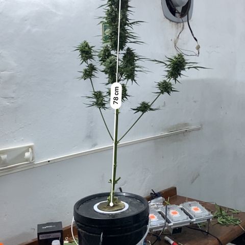 Hidro AK #2 growlog timeline photo