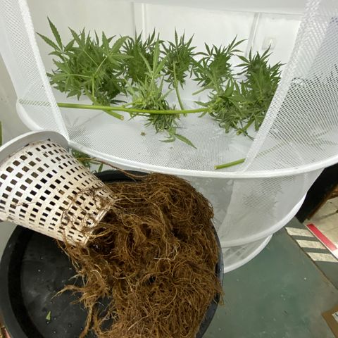 Hidro AK #2 growlog timeline photo