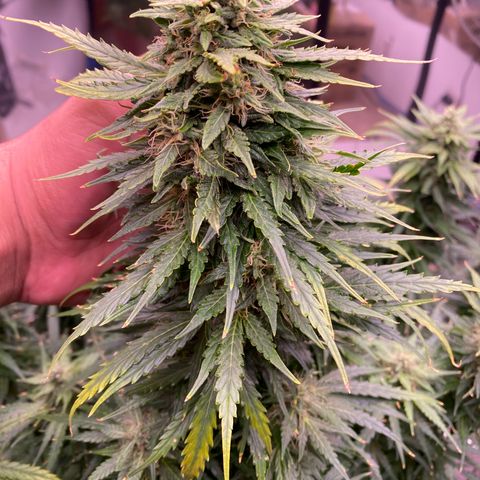 Hidro AK #1 growlog timeline photo