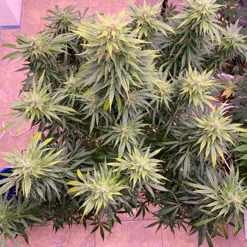 Hidro AK #1 growlog timeline photo