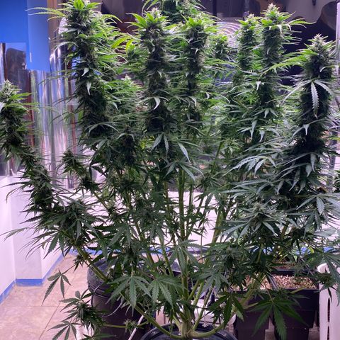Hidro AK #1 growlog timeline photo