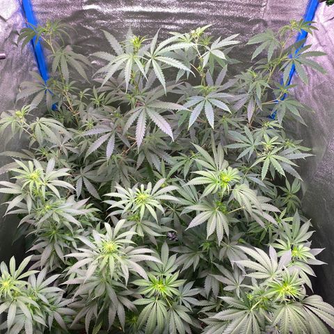 Bruce Banner x Uruguaya Auto growlog timeline photo