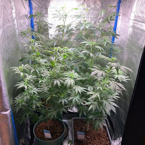Bruce Banner x Uruguaya Auto growlog timeline photo