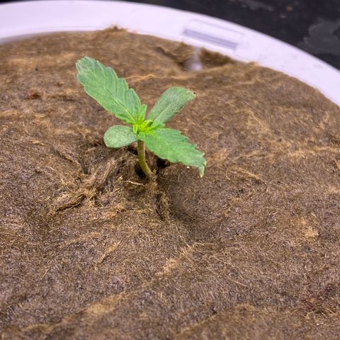 Bruce Banner x Uruguaya Auto growlog timeline photo