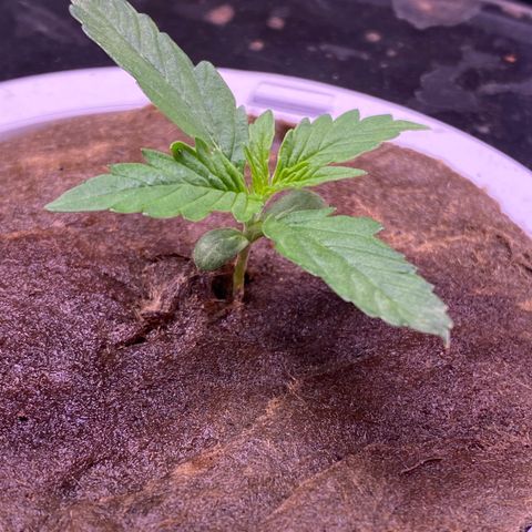 Bruce Banner x Uruguaya Auto growlog timeline photo
