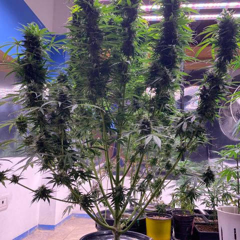 Hidro AK #1 growlog timeline photo