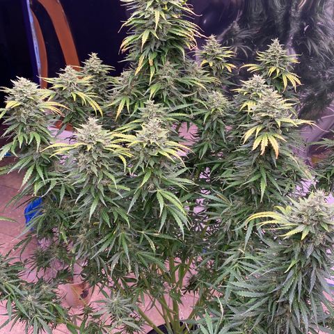 Hidro AK #1 growlog timeline photo