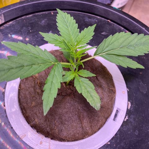Bruce Banner x Uruguaya Auto growlog timeline photo